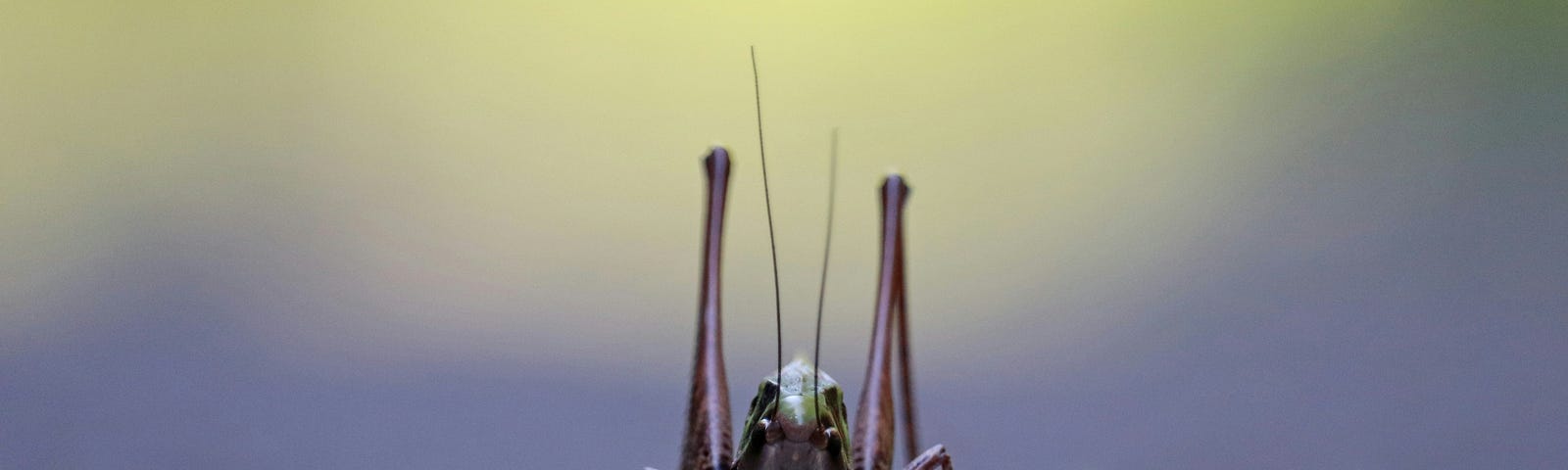 close up photo of a cricket (Medium has not paid you)