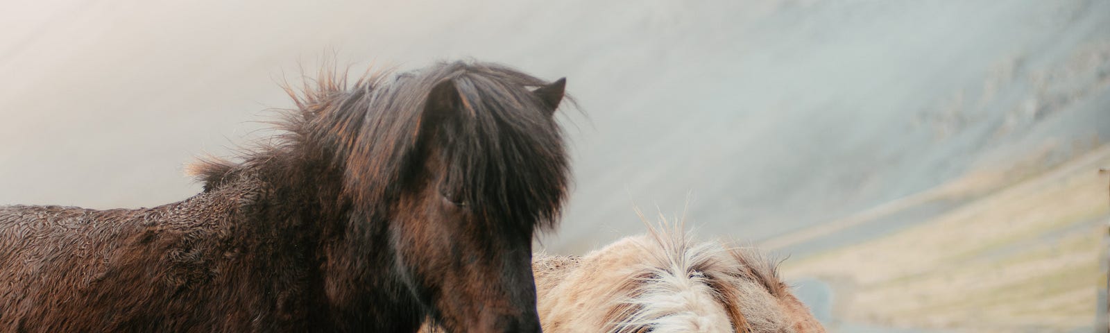 pic of 3 wild horses