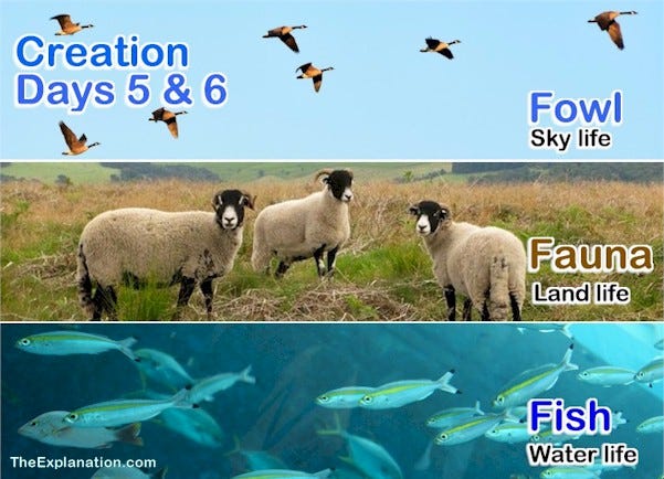 Creation day 5 and the first part of day 6: Fish in the water, fowl in the air and animals on and in the land