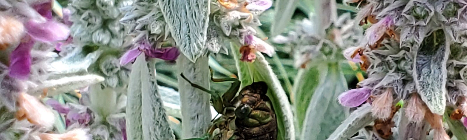 Cicada that just emerged from its exoskeleton climbing lamb’s ear