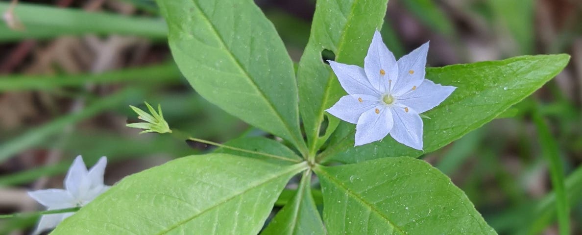 The tiny 7-petaled flower of the northern starflower.