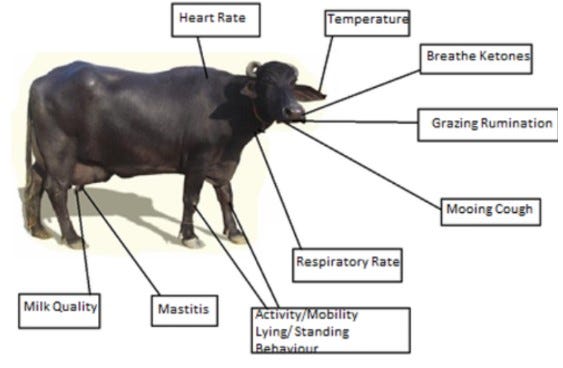 Image highlighting useful data collection points of a cow