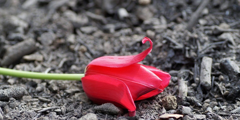A red tulip lying on a bed of ashes.