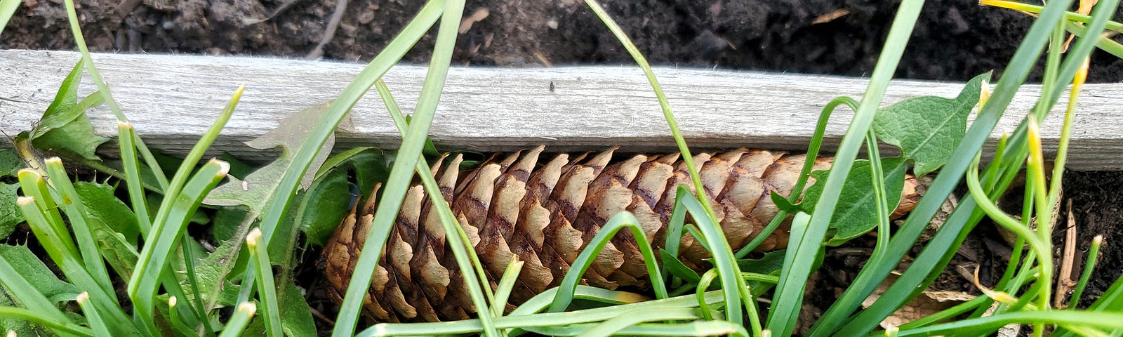 A pine cone rests among fresh green grass-like leaves, partly obscured by the surrounding blades. Small purple flowers nestle in the leaves. In the background, a patch of soil is visible next to a wooden border, suggesting a garden or landscaped area.