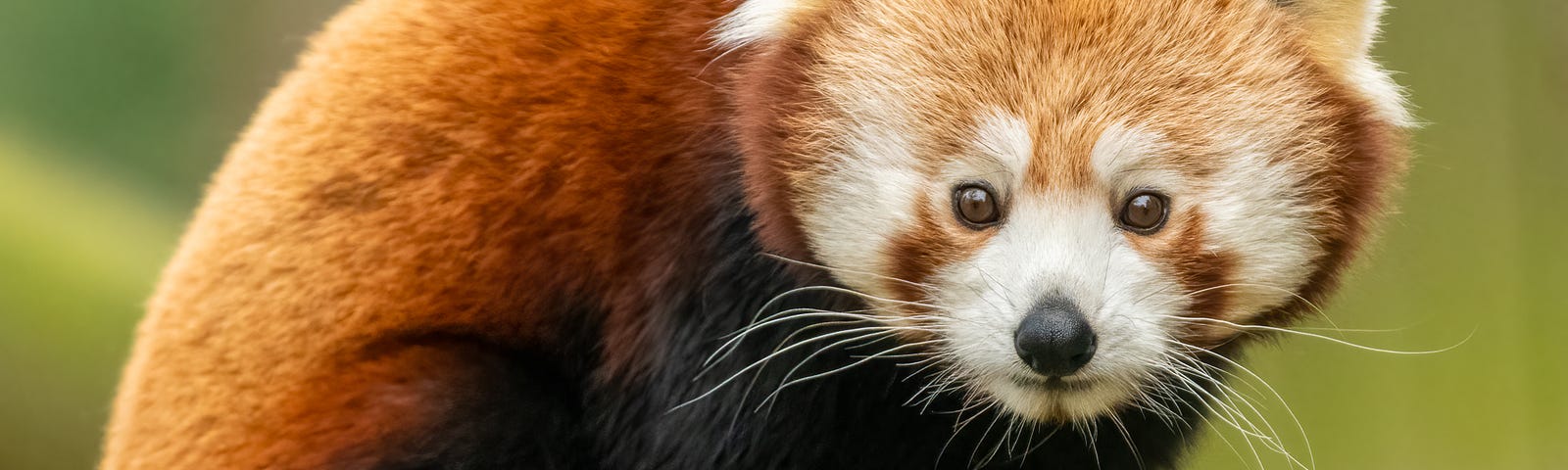 cute red panda sitting