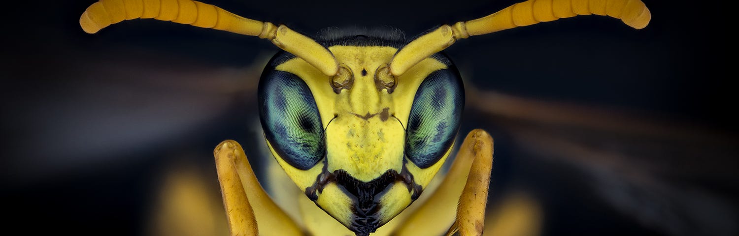 A close up photo of a bright, almost glowing yellow wasp with protruding antenna and large green spotted eyes