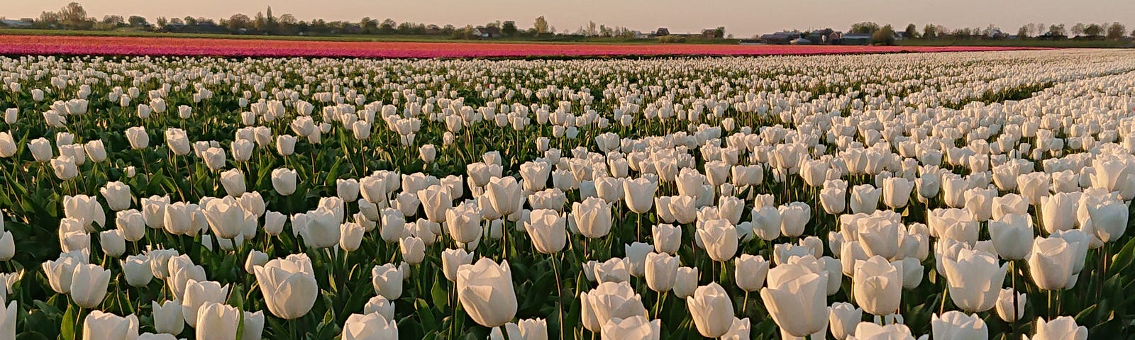 Tulips in orange light of golden hour