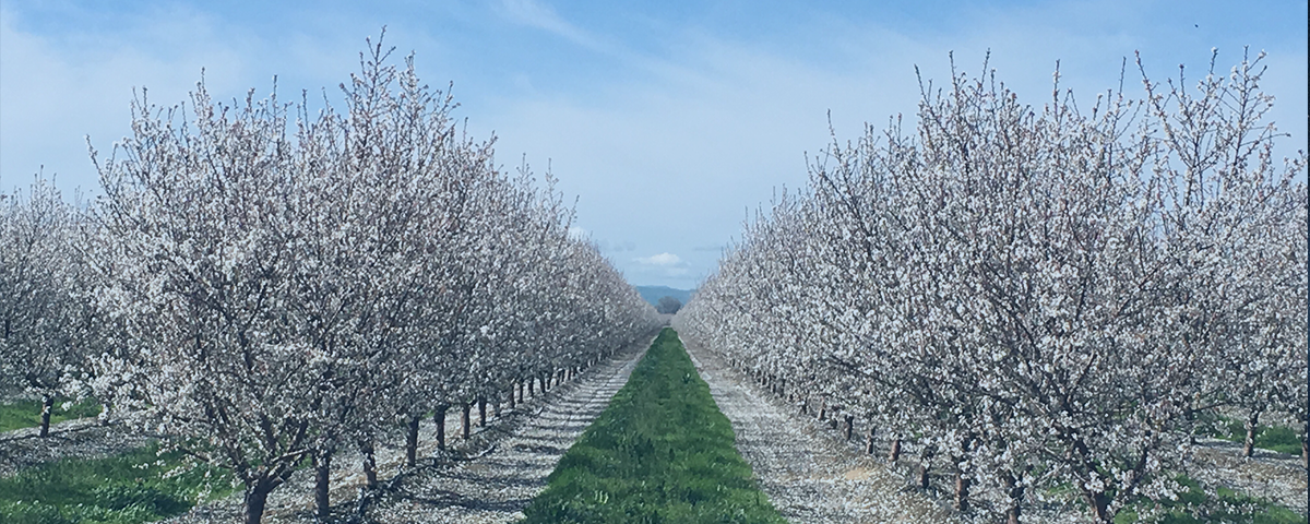 This pictures shows and Almond Orchard in full bloom in the central valley of California