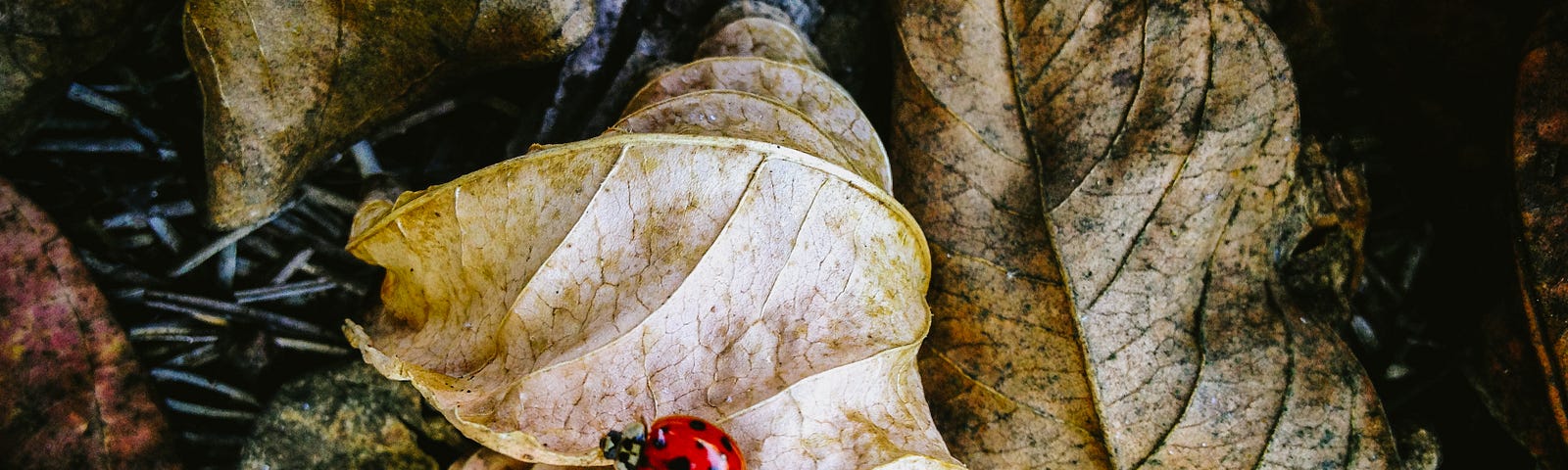 Ladybug in leaves