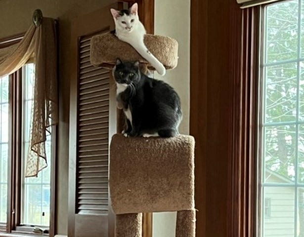 Mr. Percy and Benny the cat hanging out in their cat condo. Photo by Ellie Jacobson
