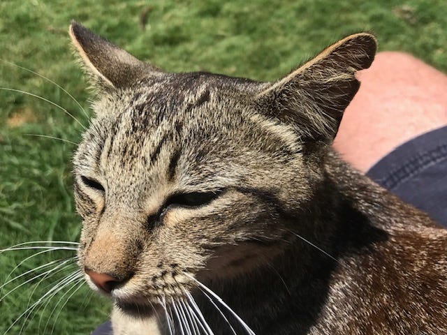 A cat seated on my lap on the island of Lanai in Hawaii