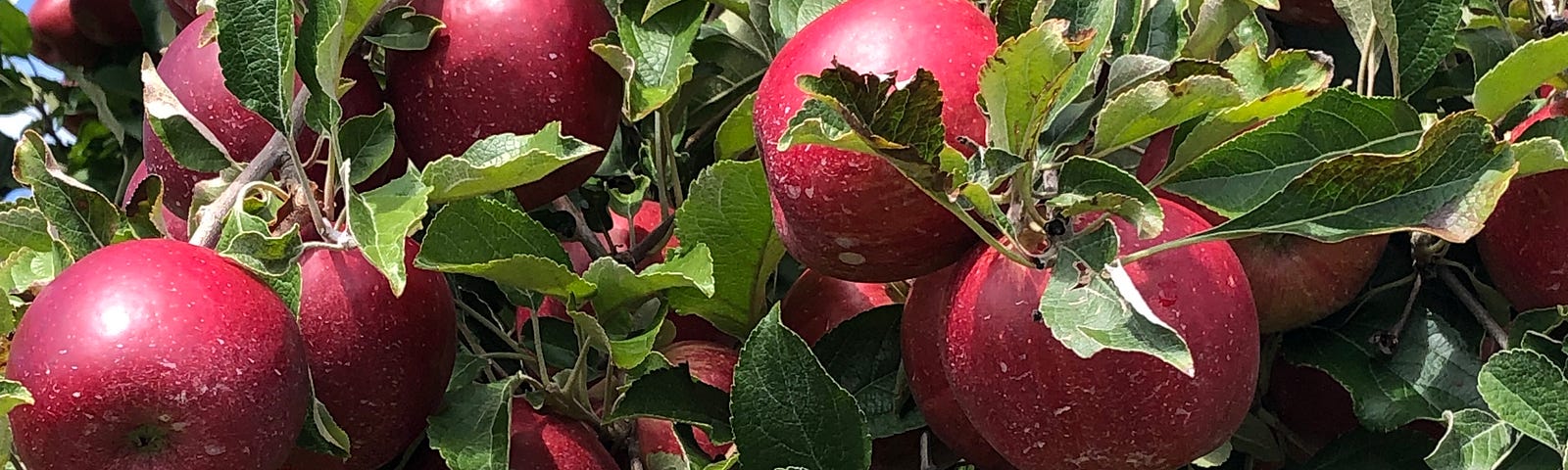 Close up on many red apples on an apple tree