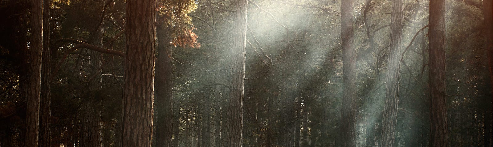 An aesthetic forest photo taken during what looks like the Autumn season, and the sun’s rays are peeking through the trees.