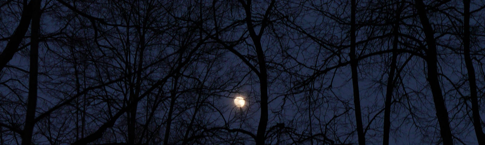 Moon in trees branches at night