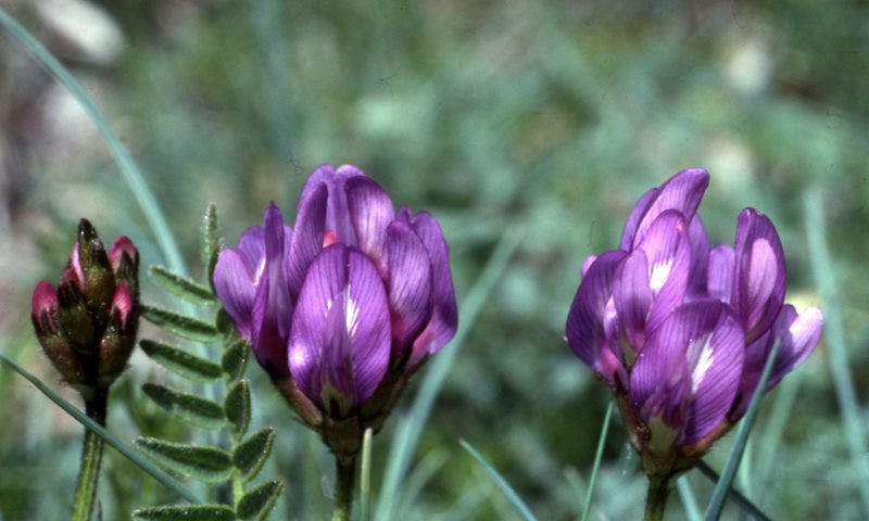 locoweed psychedelic animals