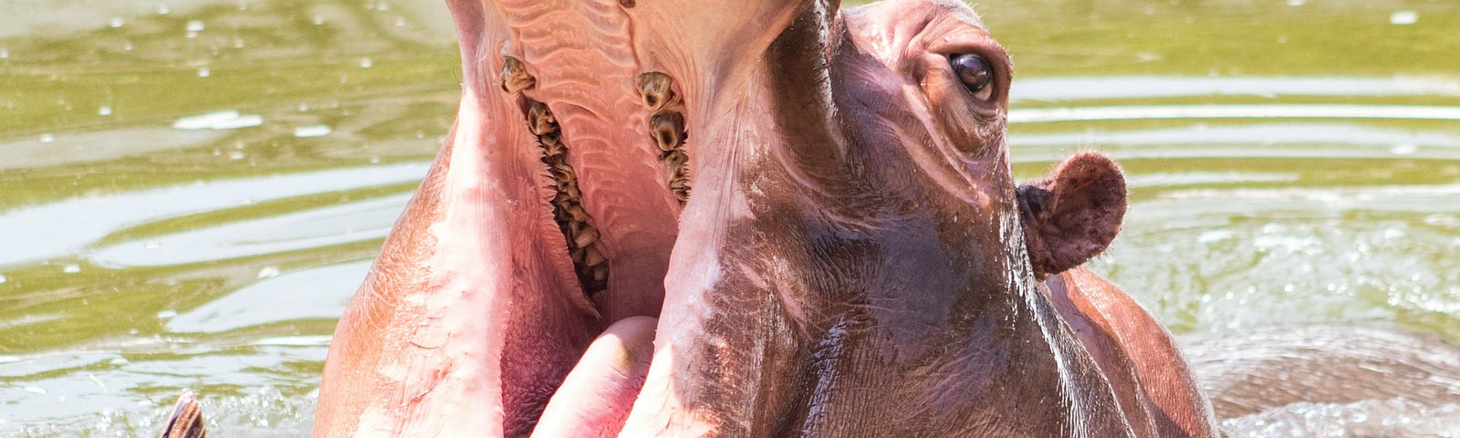 Hippo yawning