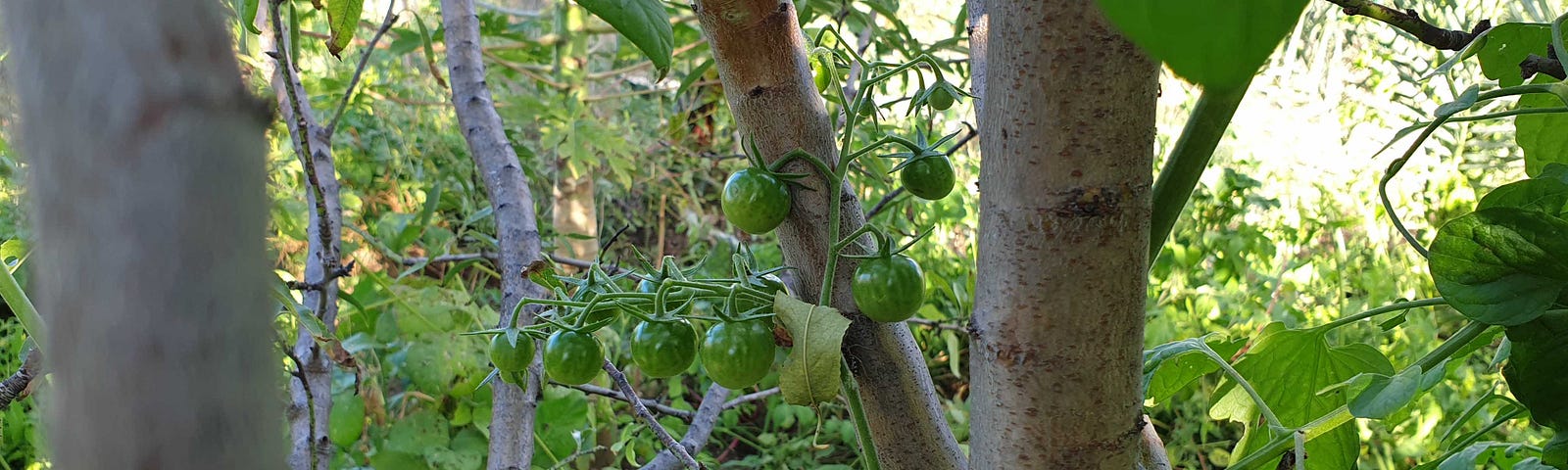 Green tomatoes on a vine climb up an almond tree with mixed green plants in the background.