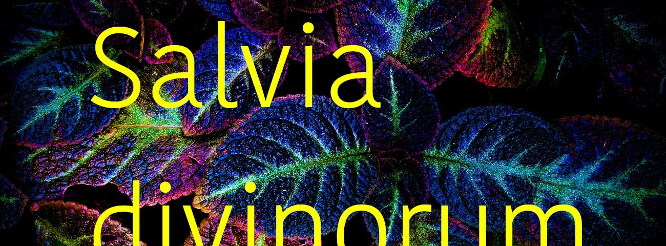 how does salvia divinorum feels psychedelics
