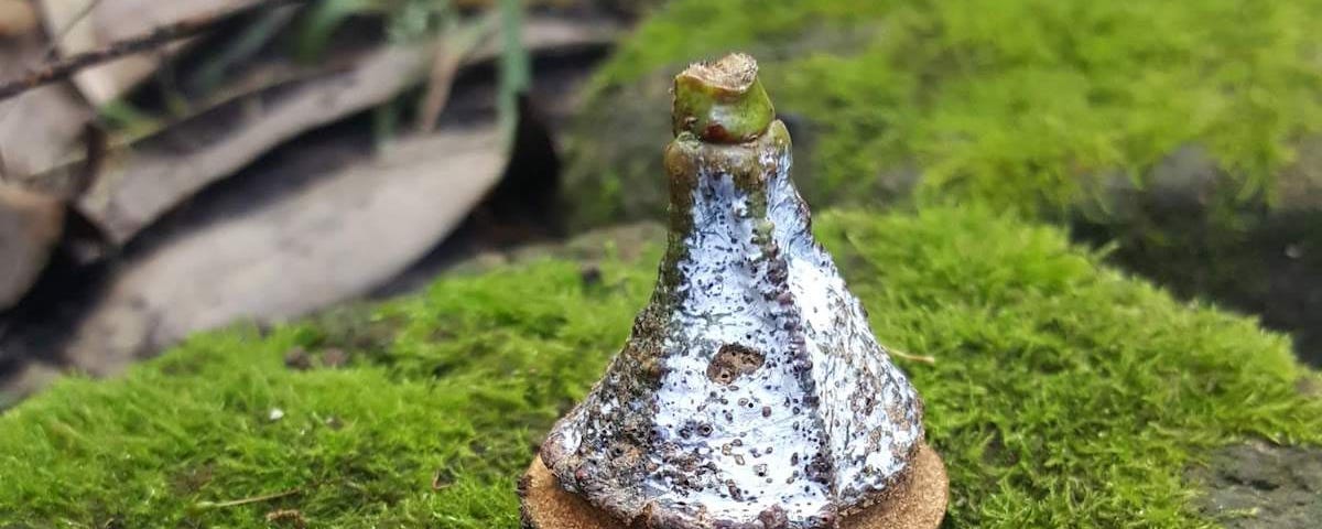 Acorn shaped like a pyramid with a flat base, sitting on green moss. The acorn is covered with what seems to be white dust.