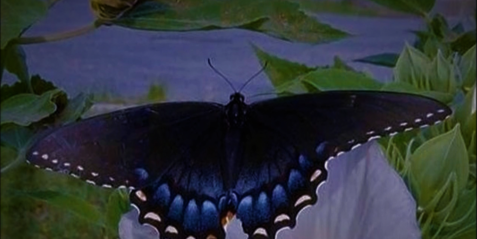 A black swallowtail butterfly