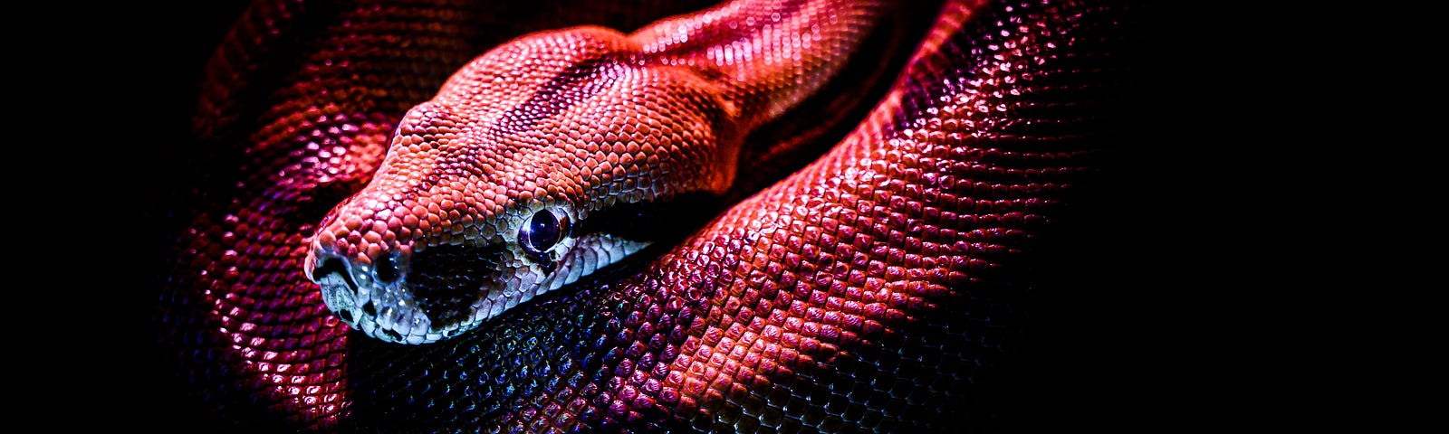 A coiled red-coloured snake with its head resting on its body in a dark background