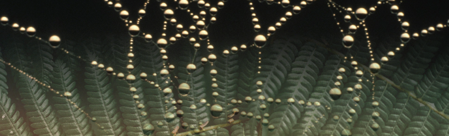 On a black background, a glistening spiderweb bejewelled with golden droplets of water sits at the top of the image, fading into fern-like leaves at the bottom.