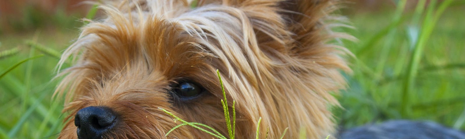 A cairn terrier surrounded by blades of grass