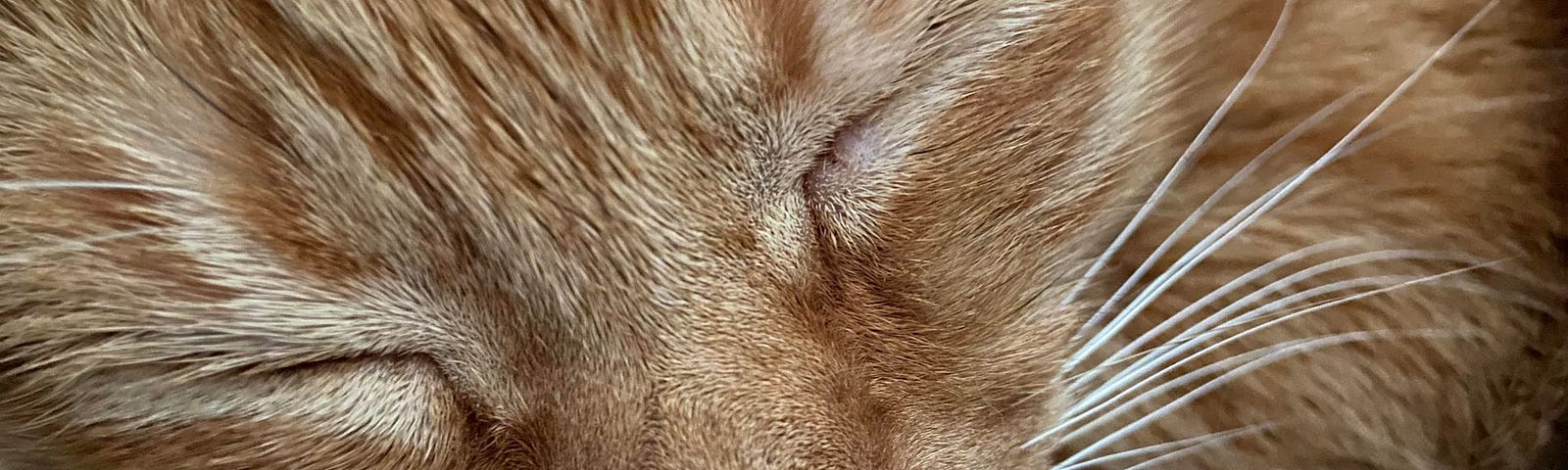 Closeup of grandkitty Bouy, an orange tabby, sound asleep