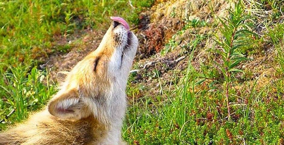 Fox stretching while lying on the ground and sticking out its tongue.