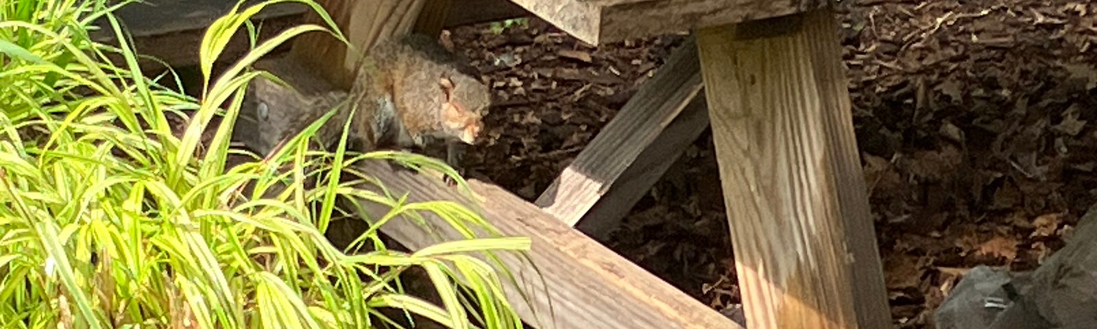 A half-blind Eastern Gray squirrel sits on the lower support beam of a picnic table. The author has bestowed the nickname Kurt Russell to this particular squirrel, named after the Snake Plissken character in Escape from New York