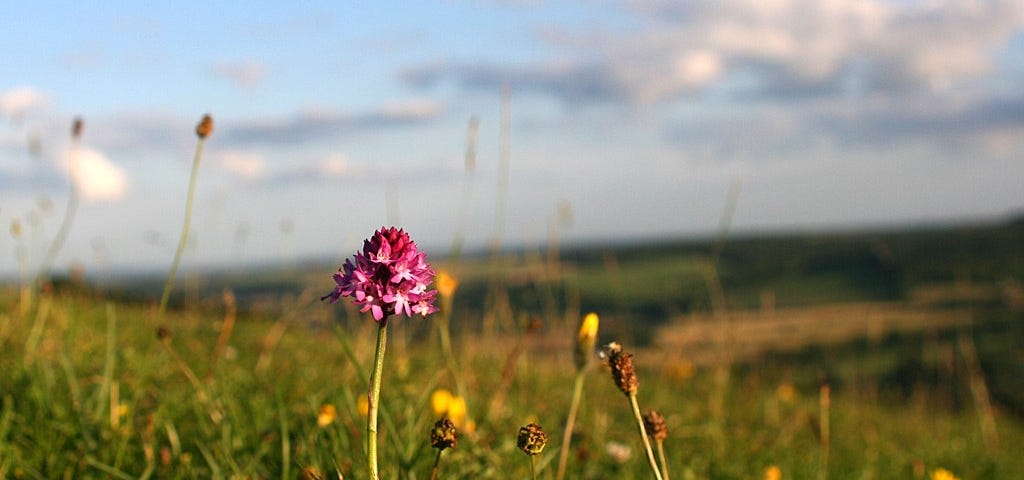 Pyramid Orchid (Anacamptis pyramidalis) on chalky down land, England. Marilyn Peddle, North Dorset, England, CC BY 2.0 <https://creativecommons.org/licenses/by/2.0>, via Wikimedia Commons