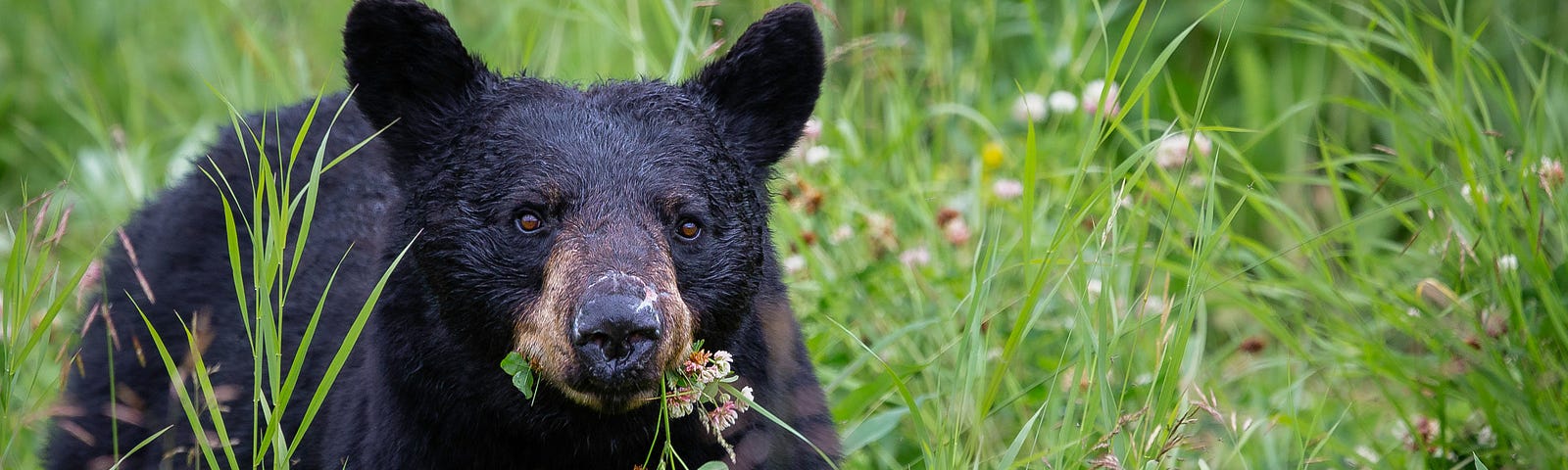 Black bear in meadow.