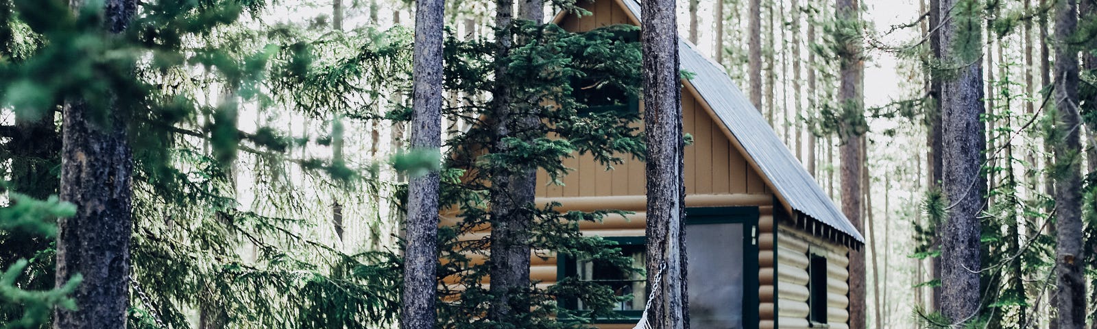 A cabin surrounded by pine trees with a hammock in the foreground.