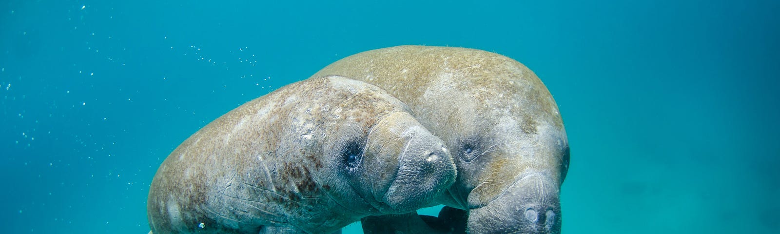 a mother and child manatee swimming in clear ocean