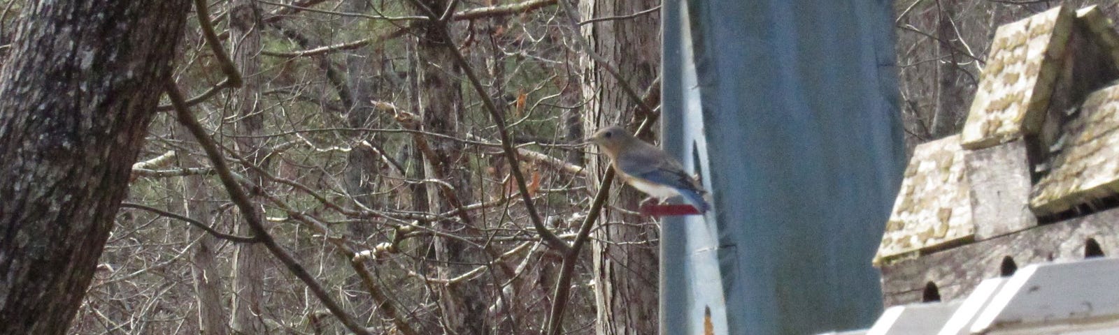 Blue birds outside birdhouse