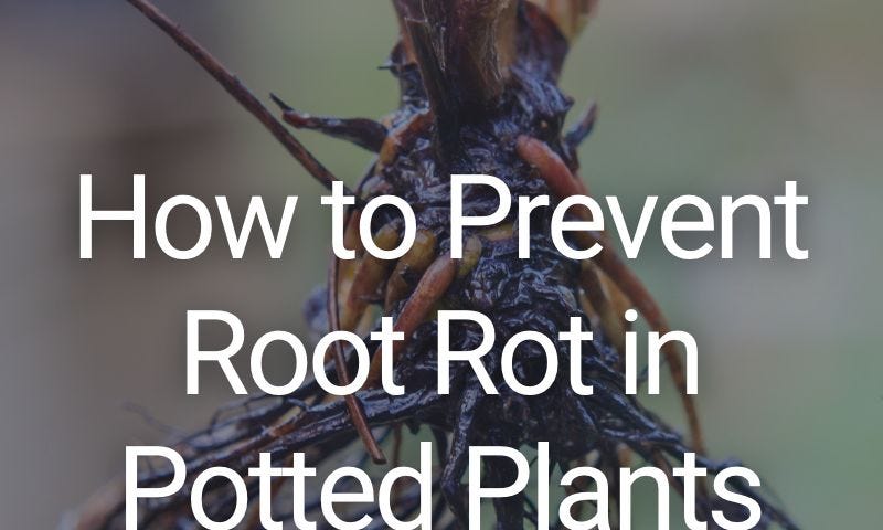 image of roots that are affected with root rot.