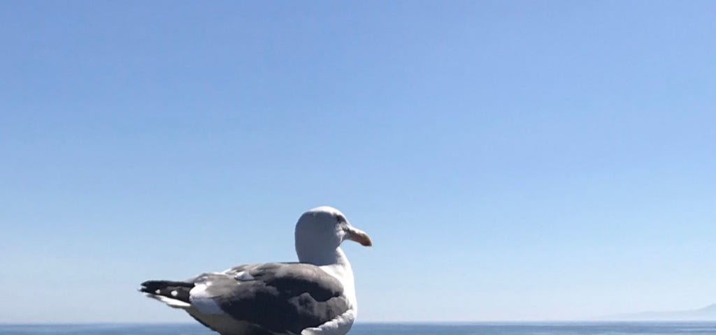 Gull on the Dock by Mark Tulin