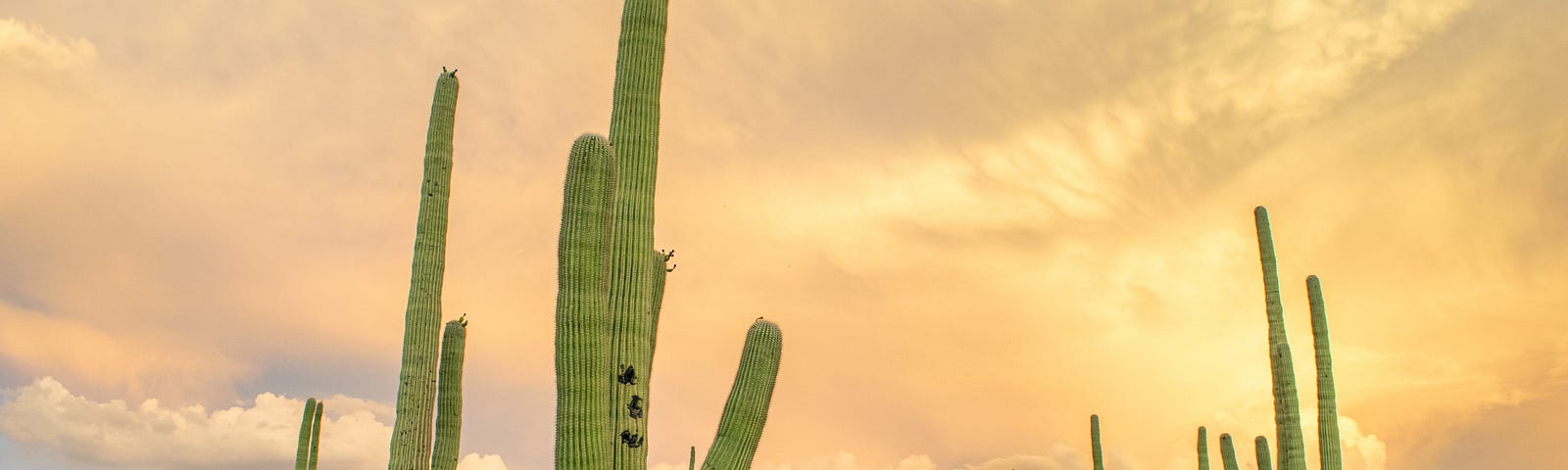 Cacti in the Sonoran Desert against a multicolored cloudy sky.