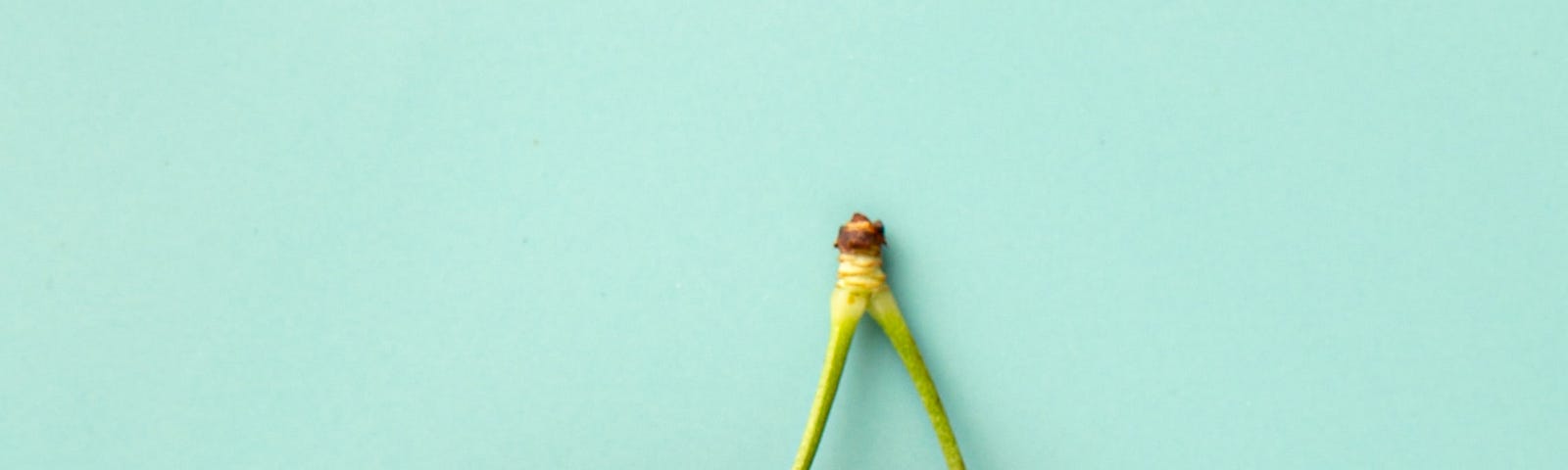 two cherries on a mint green background