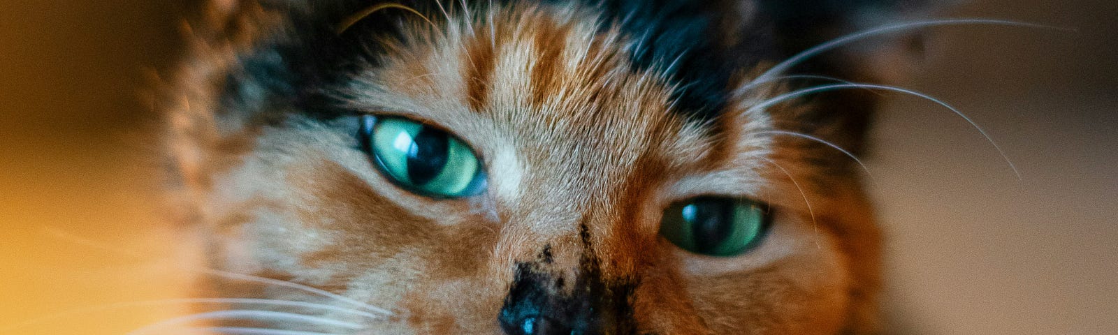 Calico cat sticking out her tongue.