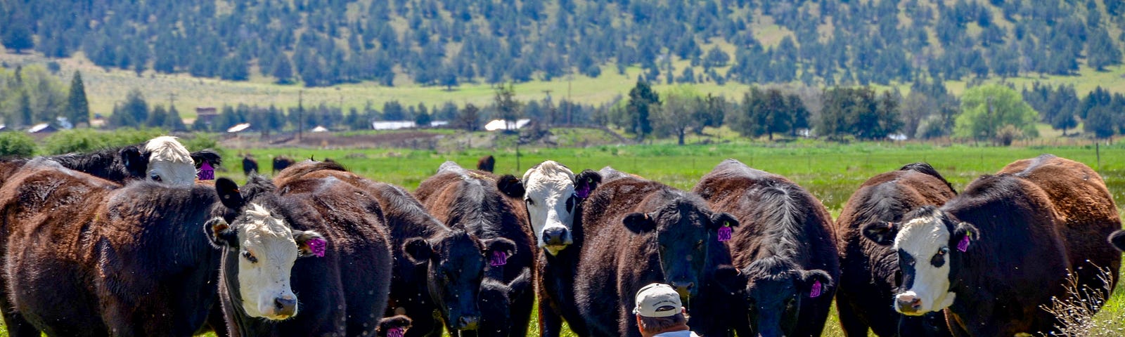 Blair Hart sits on the ground and looks up at his herd of cattle. About ten cows are in the picture, and they all are on a vibrant green landscape at the foot of a mountainside