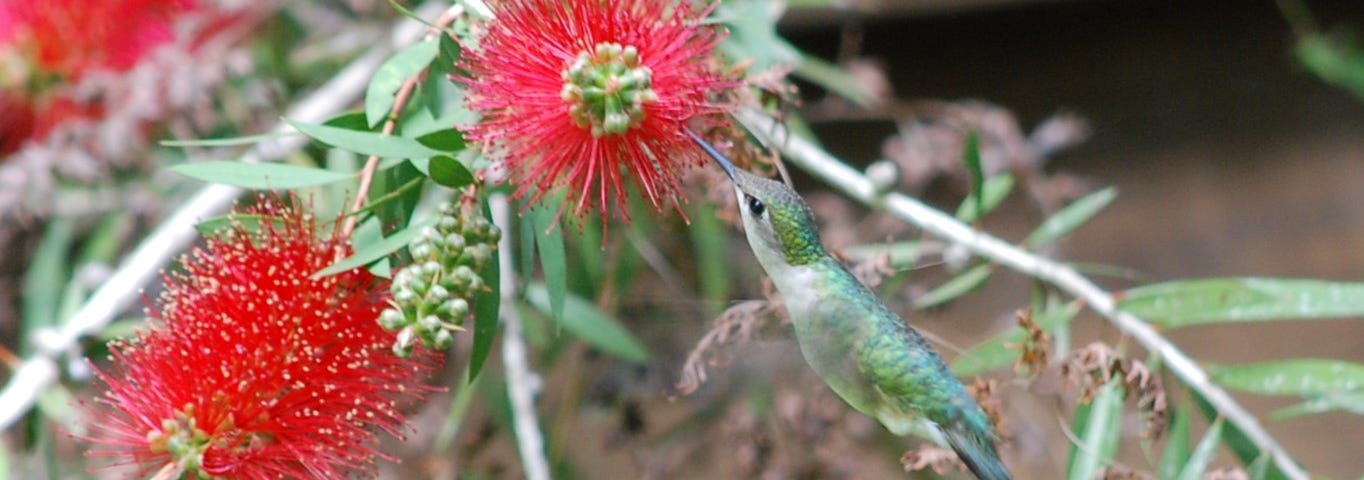 Hummingbird feeding on red flowers