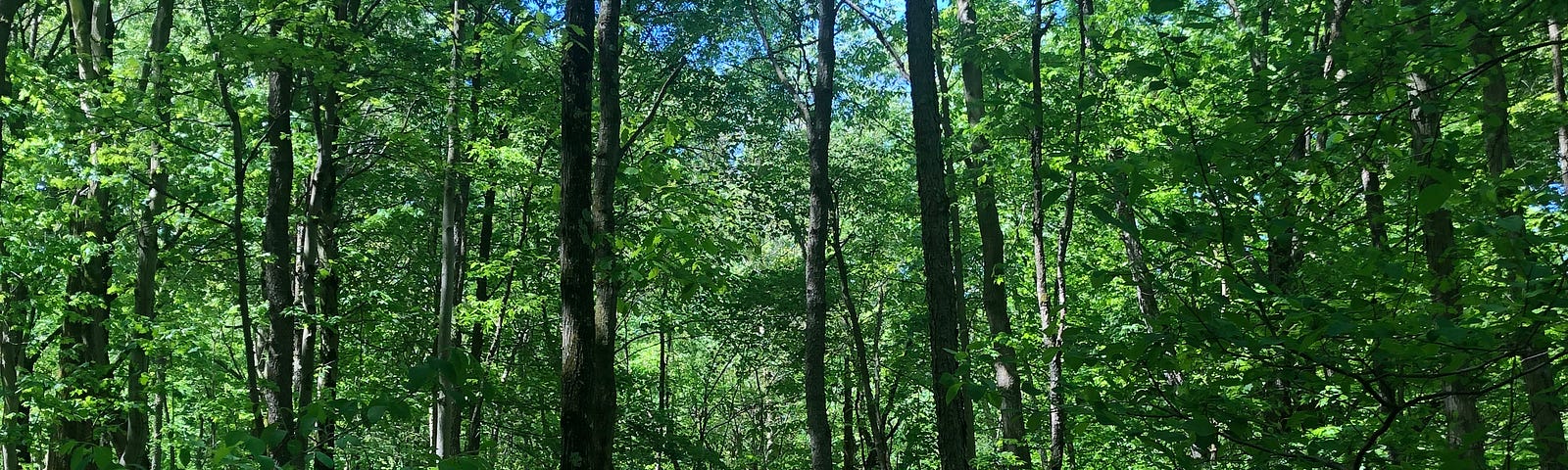 A path in the woods among tall, thin trees and ground ferns. The sun creates patches of light among the trees and on the ground.