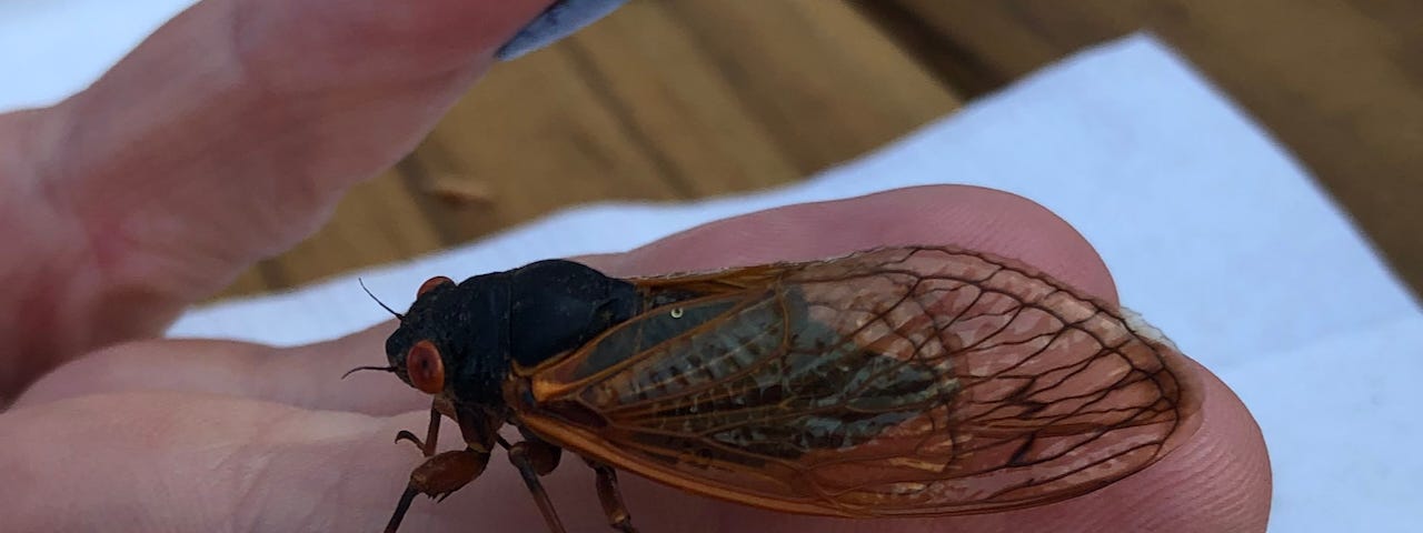 Generation x cicada on someone’s hand, brood x, Maryland, 17 years