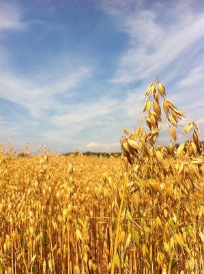 Ripe oat plants in a field.