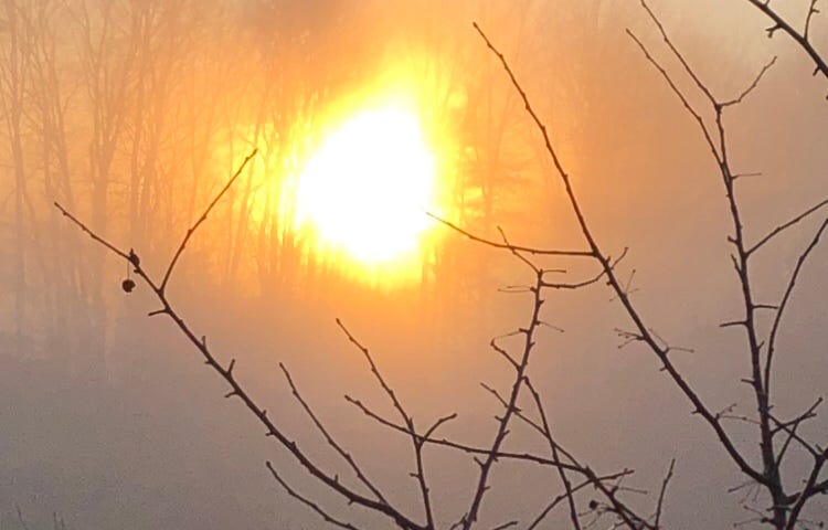 picture taken at sunrise on a foggy day through bare branches of an apple tree