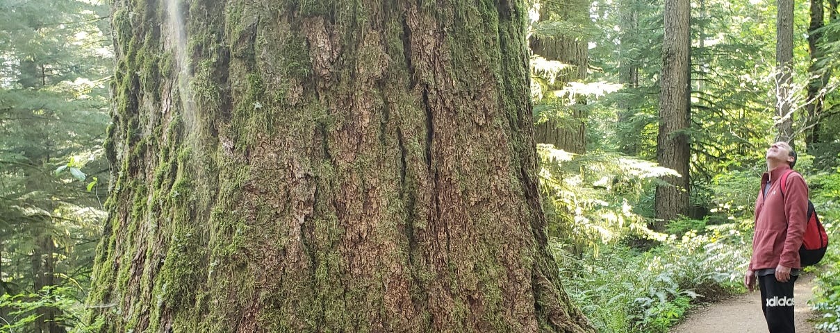 Man looking up at an old-growth tree.