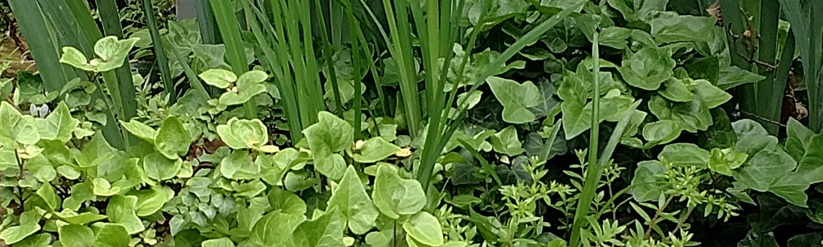 photo of concrete garden planter with tall grass like Iris plants and ivy flowing over edges.