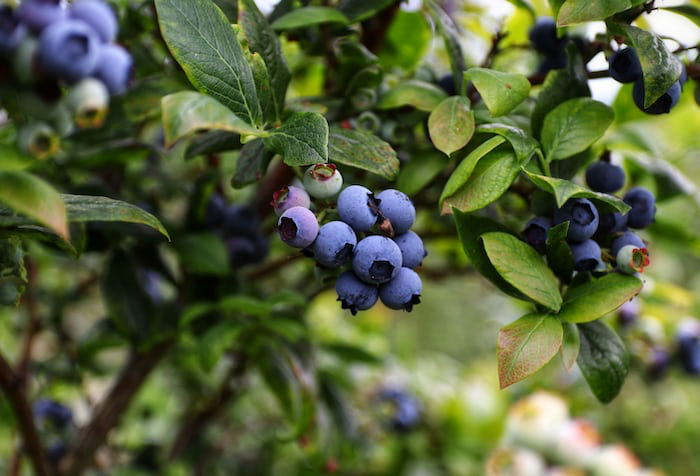 Photo of blueberries on a bush.