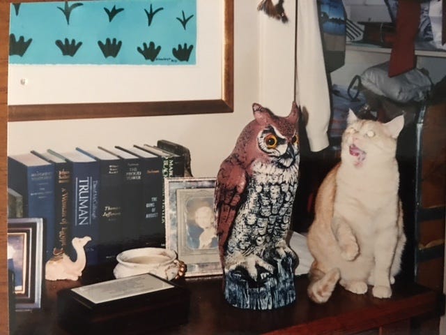 Author’s photo of my cat Yellow Man and a plastic owl